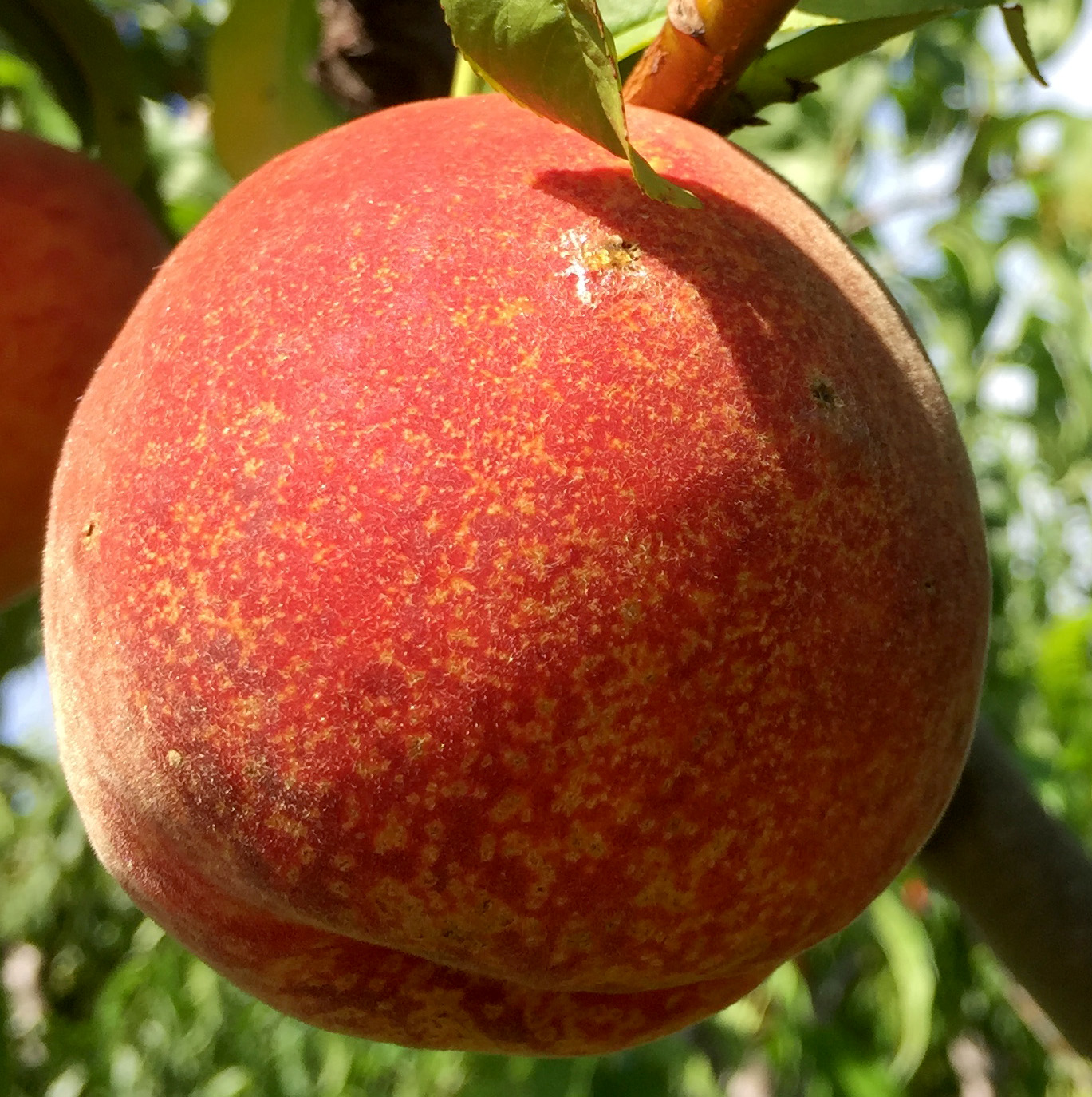 Bacterial spot on peach